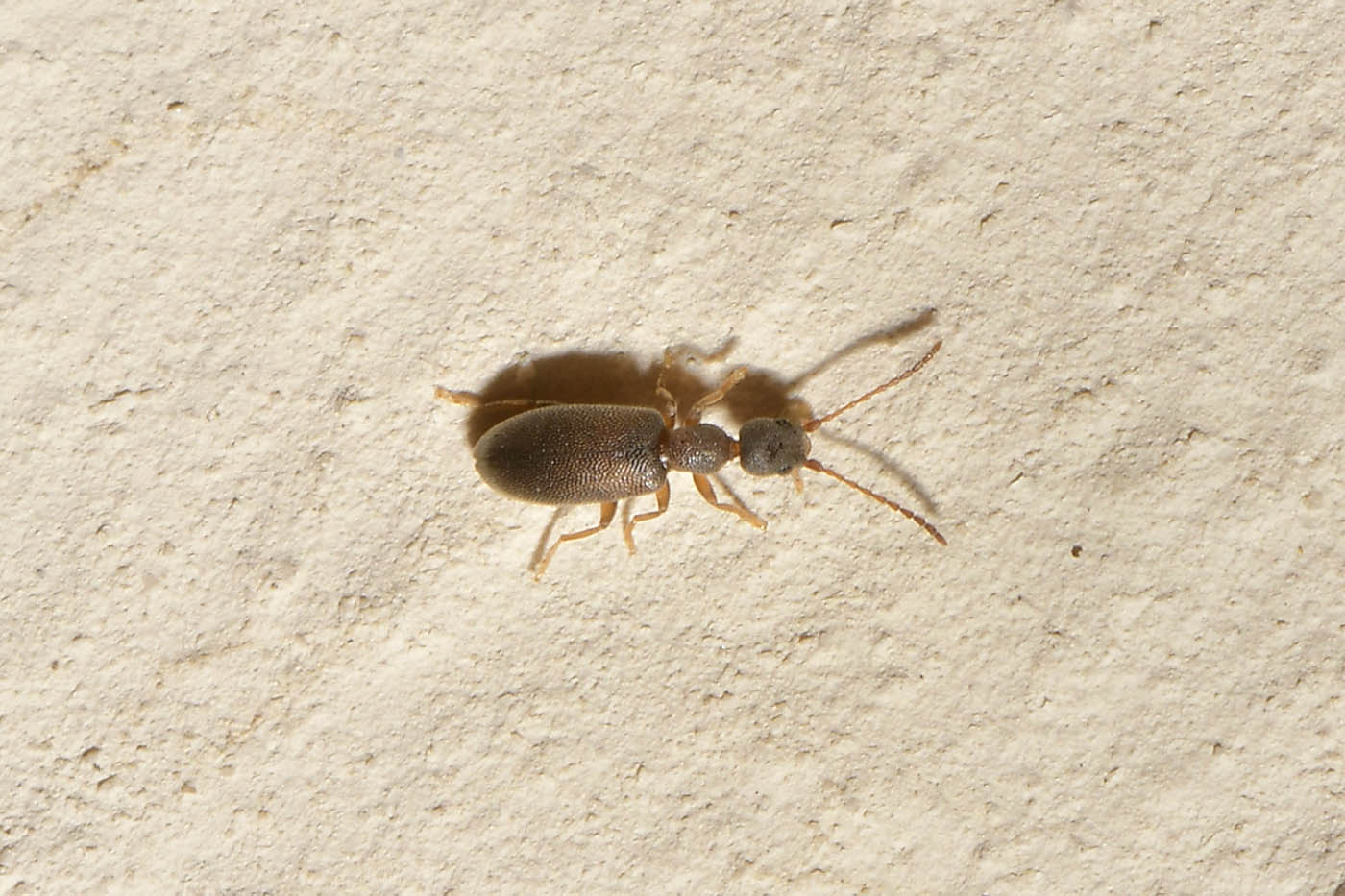 Anthicidae: Endomia tenuicollis?  S